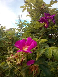 Close-up of pink rose flower