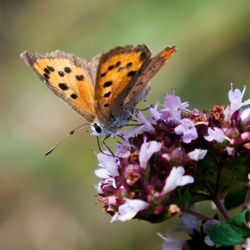 Close-up of butterfly pollinating on flower