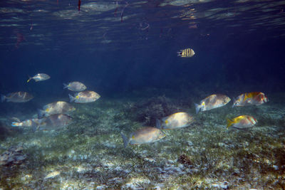 Fish swimming in sea