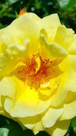 Close-up of yellow flower blooming outdoors