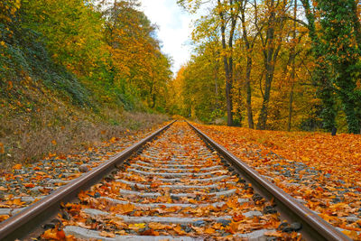 autumn