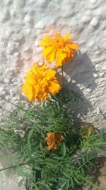 Close-up of yellow flowers blooming outdoors