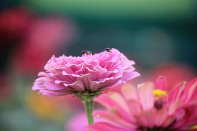 Close-up of pink flower