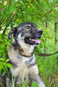 Close-up of a dog looking away