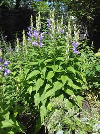 Flowers blooming outdoors
