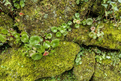 High angle view of moss growing on rock in lake