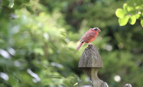 bird