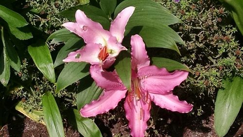 Close-up of pink flowers blooming in park