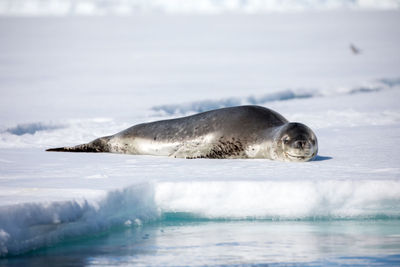 Seal on snow covered shore