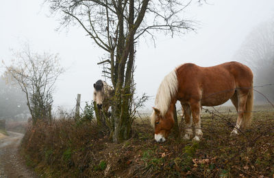 Horse standing in a field