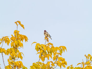 Low angle view of bird perching on yellow against clear sky