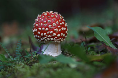 Close-up of fly agaric mushroom