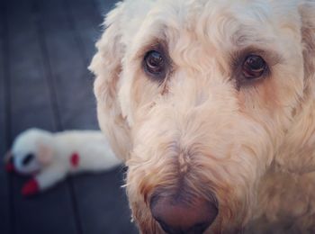 Close-up portrait of dog