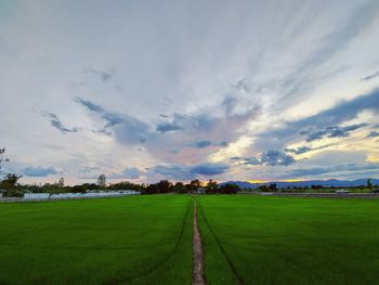 Scenic view of agricultural field against sky during sunset