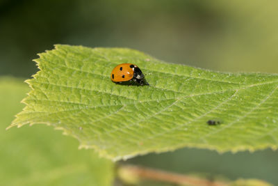 Close-up of ladybug on leaf