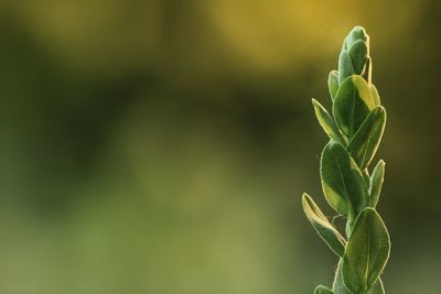 Close-up of plant growing outdoors
