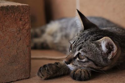 Close-up portrait of a cat resting