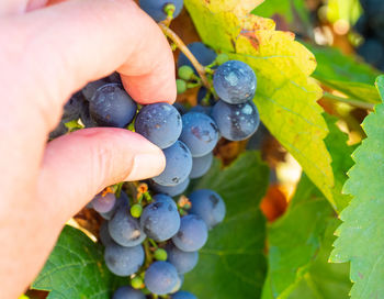 Close-up of hand holding grapes