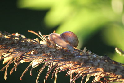 Close-up of crab