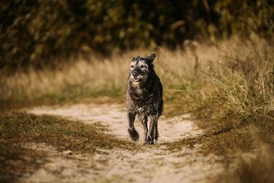 Black dog standing on footpath