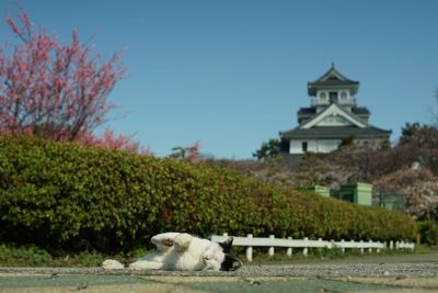 Cat living in nagahama-jo castle park at cherry blossom season