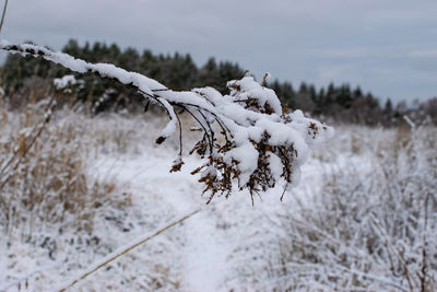 Close-up of snow covered plants on land