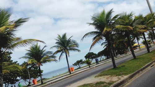 Treelined on road by sea