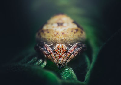 Closeup of a very tiny hump back araneid spider. 