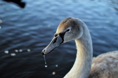 Close-up of swan swimming in lake