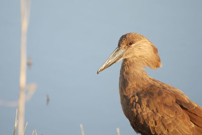 Low angle view of a bird against clear sky