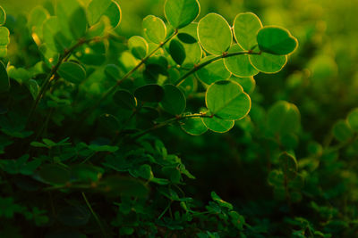 Close-up of fresh green plant