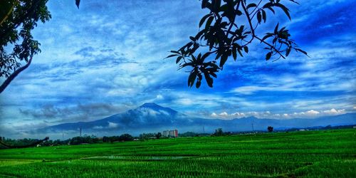 Scenic view of agricultural field against sky