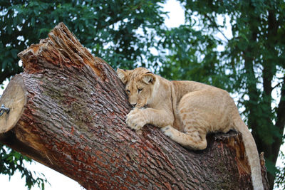 Cat lying on tree trunk