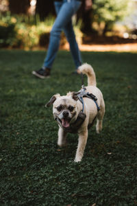 Low section of person with dog walking on field