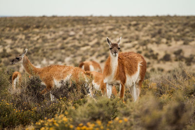 Llamas amidst bush on field