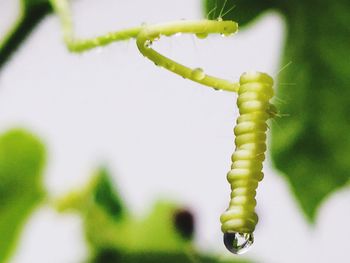 Close-up of green plant