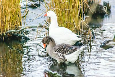 Duck swimming on lake