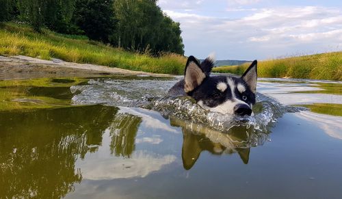 Dog on lake against sky