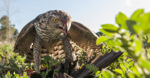 Close-up of bird perching on branch