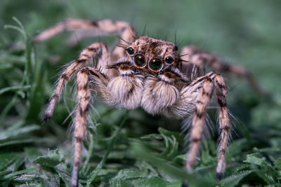 Close-up of spider