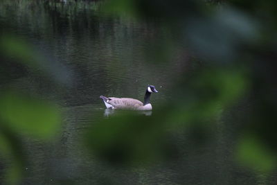 Swan swimming on lake