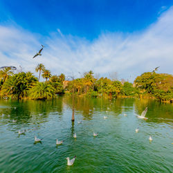 View of birds in lake