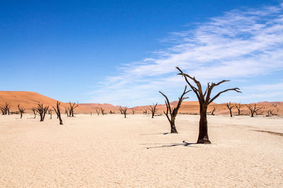 Bare trees on desert against sky