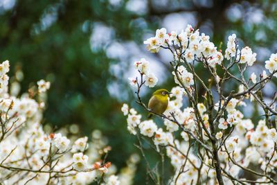 Plum blossom  and japanes white-eye