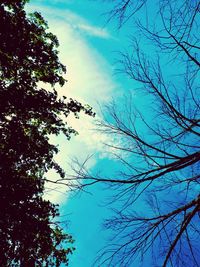 Low angle view of bare tree against blue sky