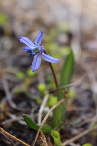 Close-up of purple flowers