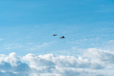 Low angle view of birds flying in sky