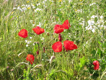 Close-up of red poppy flowers in field