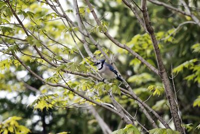 Bird perching on tree