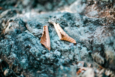 High angle view of cigarette on rock